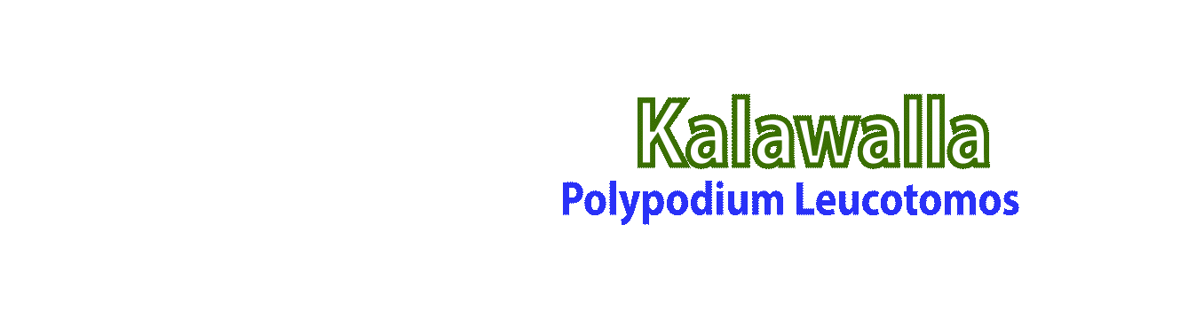 Kalawalla Motion Graphic